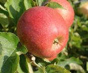 Apple Jonagold