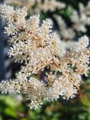Astilbe Deutschland
