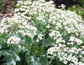 Crambe maritima