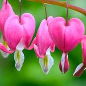 Dicentra spectabilis