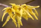 Forsythia x intermedia Minigold