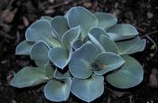 Hosta Blue Mouse Ears 