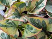 Houttuynia cordata Chameleon