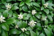 Pachysandra terminalis Green carpet