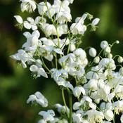 Thalictrum delavayi Splendide White.