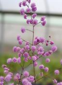 Thalictrum delavayi Hewitts Double