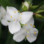 Tradescantia x andersoniana Innocence 