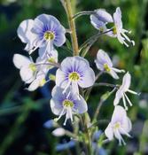 Veronica gentianoides