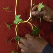 Brass Support for Climbing plants