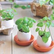 Egglings - hatch a plant