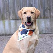 Brendan Courtney Bandana - Brown
