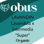 Lavandin
