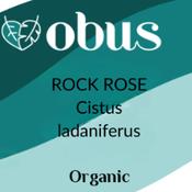 Rock Rose