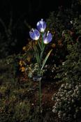 Crocus Solar Light