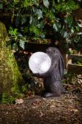 Hare Magic