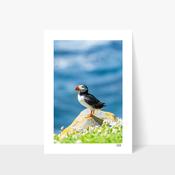 Atlantic Puffin