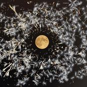 Lisa O'Neill | All Of This Is Chance [Silver Coloured Vinyl Album] LP image
