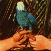 Andrew Bird - Are You Serious (CD, Album) image