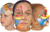 CLOSED FOR REGISTRATION Neuro Reflexology Protocols For Fibromyalgia Training