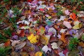 Why you shouldn't bag leaves that fall in your yard - WHYY