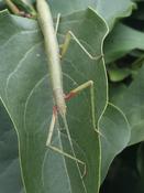 Indian Stick Insect (Carausius morosus)