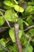 Bud-wing Stick Insect (Phaenopharos khaoyaiensis)