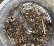 Chrome Roach (Gyna caffrorum)