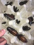 Common Hisser (Gromphadorhina portentosa)