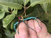 Metallic Stick Insect (Achrioptera manga "Orangea") image
