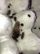 Lobster Roach (Nauphoeta cinerea)