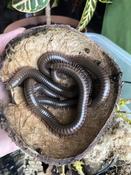 Giant Olive Millipede (Telodeinopus aoutii)