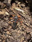 Horrid King Assassin Bug (Psytalla horrida)