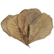 Indian Almond Terminalia catappa - 10x pack