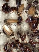 Ivory Head Cockroach (Eublaberus sp. Ivory)