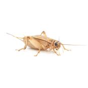 House Brown Crickets (Acheta domesticus) - 12-18mm