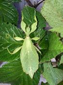 Leaf Insects (Phyllium phillippinicum)