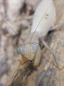 African Mantis (Sphodromantis lioneola)