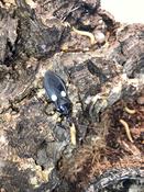 Two Spotted Assassin Bug (Platymeris biguttatus)