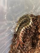 Mediterranean Banded Centipede (Scolopendra cingulata)