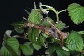 Sunny Stick Insect (Sungaya inexpectata) - banded/striped morph