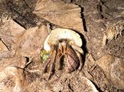 Indo Hermit Crab (Coenobita brevimanus) image