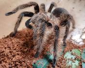 Curly Hair tarantula (Tliltocatl albopilosus)