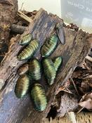 Emerald Roach (Pseudoglomeris magnifica) image