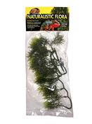 Natural Bush™ Plants - Cashuarina