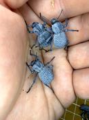 Death Feigning Beetle (Asbolus verrucosus)