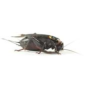 Black Cricket (Gryllus bimaculatus) - 12-18mm