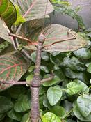 Gray's Malayan Stick Insect (Lonchodes brevipes) image