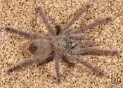 Puerto Rican Pinktoe Tarantula (Caribena laeta)