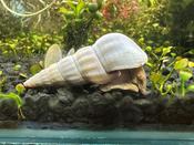 White Herculean Snail (Brotia herculea)
