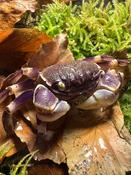 Blue Spider Crab (Neosarmatium rotundifrons) image